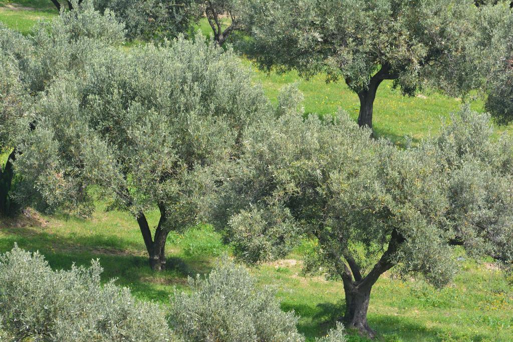 Agriturismo Torre Del Golfo Cropani Esterno foto